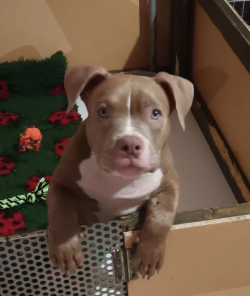 Cuccioli American bully pocket | Foto 1