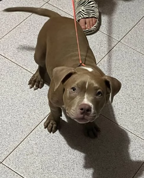 Cuccioli American bully pocket | Foto 0