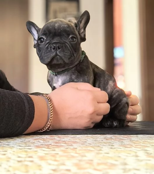 Cuccioli bulldog francesi alta genealogia 
