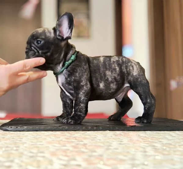 Cuccioli bulldog francesi alta genealogia  | Foto 1