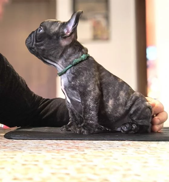 Cuccioli bulldog francesi alta genealogia  | Foto 0