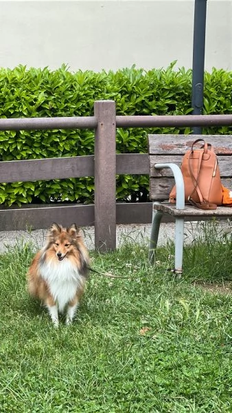 Pastore dello shetland 