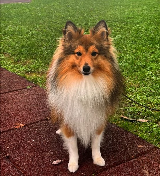 Pastore dello shetland  | Foto 2