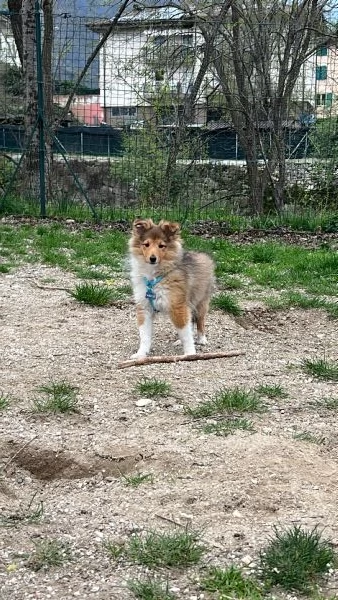 Pastore dello shetland  | Foto 0