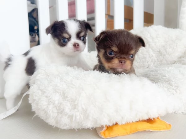 Bellissimo Chihuahua. | Foto 0