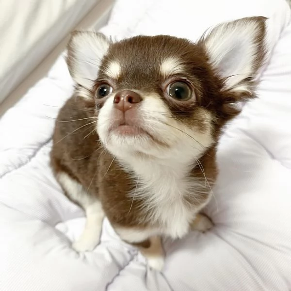 Cuccioli di Chihuahua