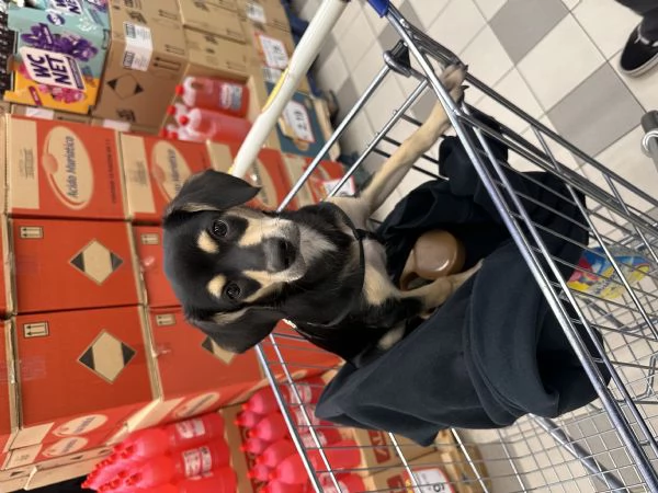 regalo cucciolo meticcio