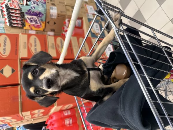 regalo cucciolo meticcio | Foto 1