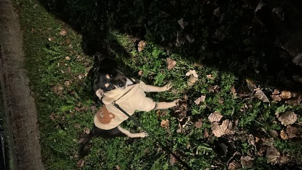 regalo cucciolo meticcio | Foto 0