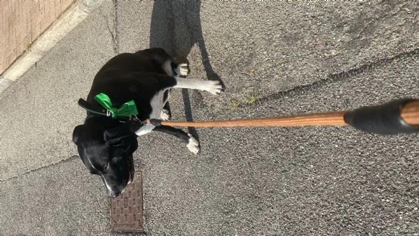 Do in adozione la mia MIA 