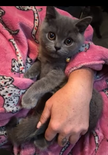 Dolcissimi gattini British Blue