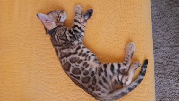 Cuccioli di gatto del Bengala  | Foto 3