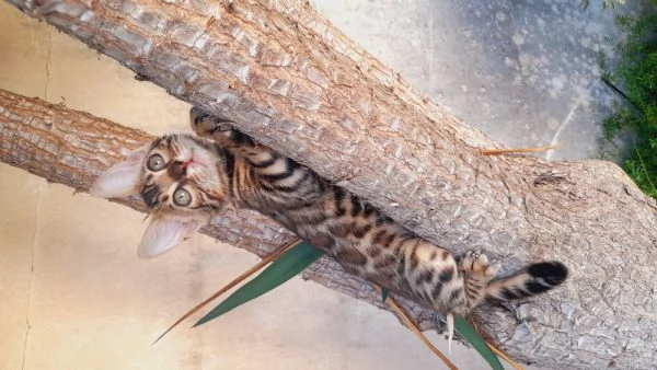 Cuccioli di gatto del Bengala  | Foto 2