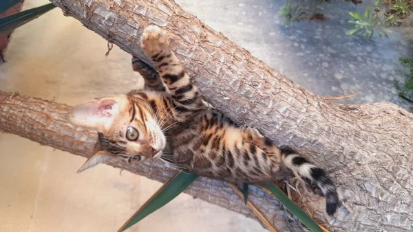 Cuccioli di gatto del Bengala  | Foto 1