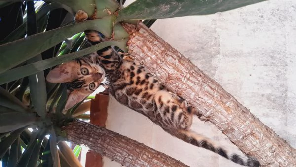 Cuccioli di gatto del Bengala 