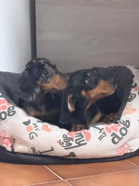 Bassotto cuccioli maschi 3 mesi 