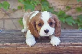 Fantastici cuccioli di Cavalier King Charles. | Foto 0