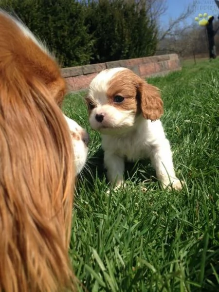 Fantastici cuccioli di Cavalier King Charles.