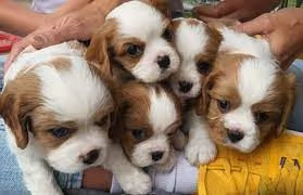 Delizioso King Cavalier King Charles in vendita