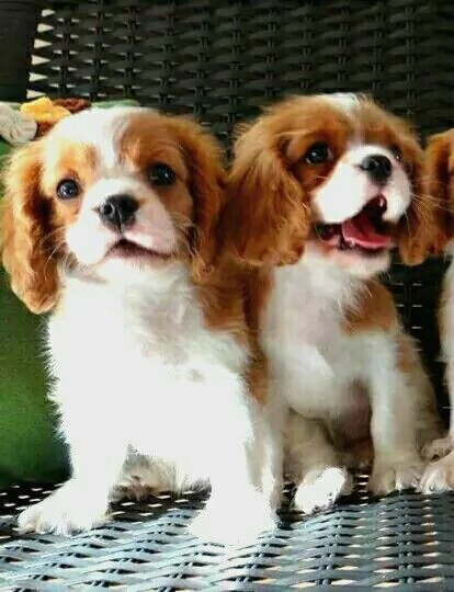 Cavalier King Charles Spaniel cuccioli pronti ora. | Foto 0