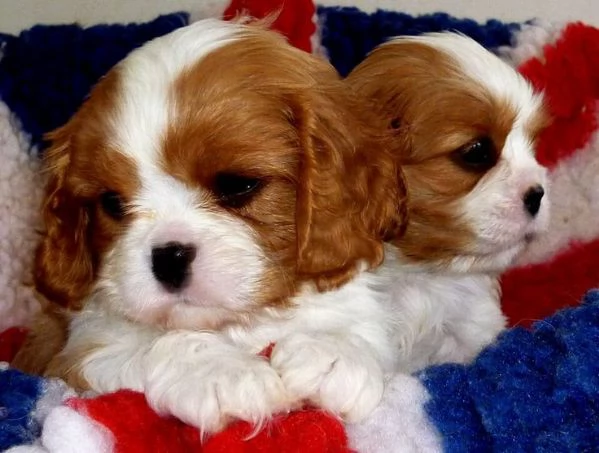 Cavalier King Charles Spaniel cuccioli pronti ora.