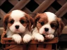 Fantastici cuccioli di Cavalier King Charles disponibili. | Foto 0