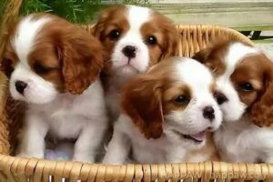 Fantastici cuccioli di Cavalier King Charles disponibili.