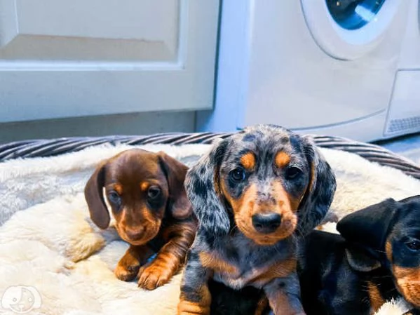 Bassotti kaninken selezionati | Foto 3