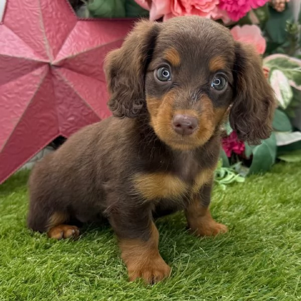Bassotto nana (cuccioli maschio e femmina) | Foto 0