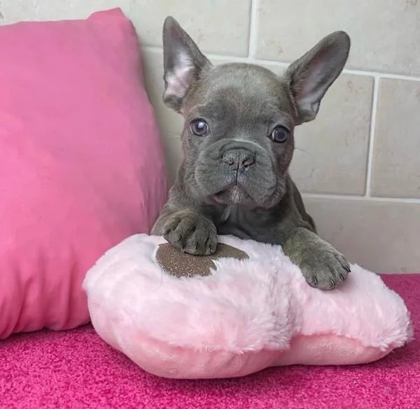  Bulldog Francese (cuccioli maschio e femmina) | Foto 0