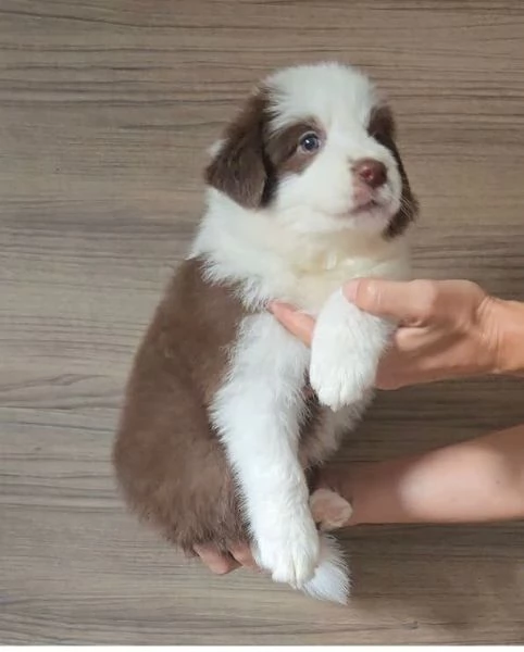 Border Collie (cuccioli maschio e femmina) | Foto 1