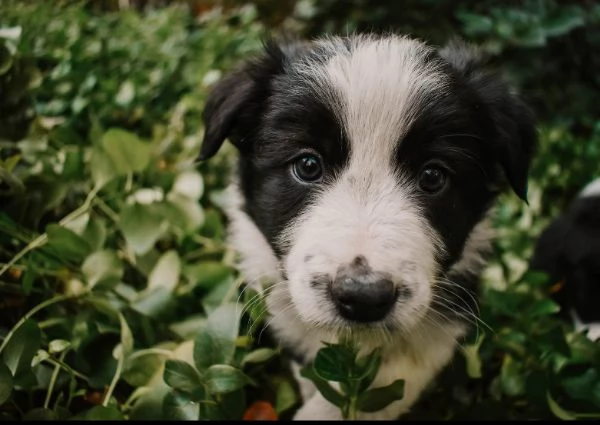 Border Collie (cuccioli maschio e femmina) | Foto 0