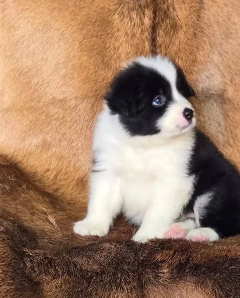 Border Collie (cuccioli maschio e femmina)