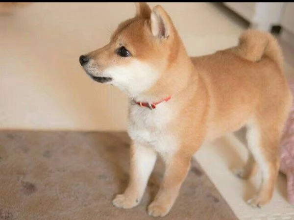 Shiba Inu (cuccioli maschio e femmina) | Foto 0