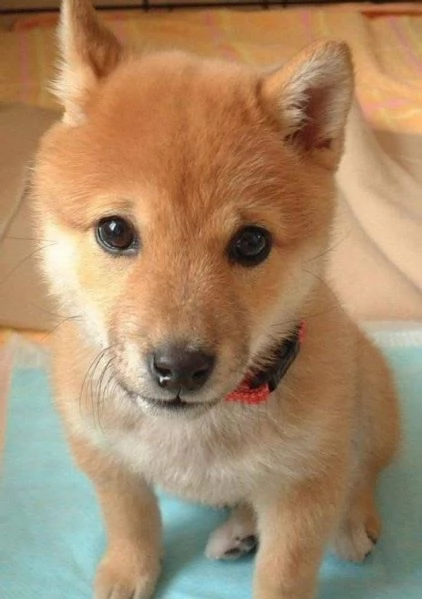 Shiba Inu (cuccioli maschio e femmina)