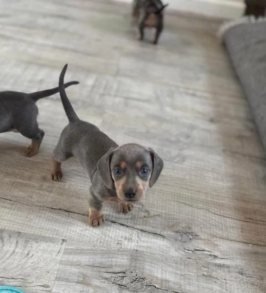 Bassotto nana (cuccioli maschio e femmina) | Foto 1