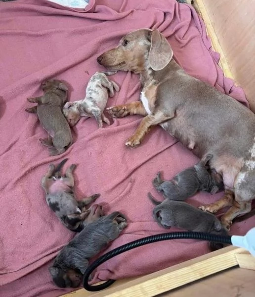 Bassotto nana (cuccioli maschio e femmina)