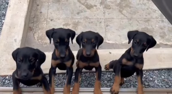 Pinscher Mini (cuccioli maschio e femmina) | Foto 0