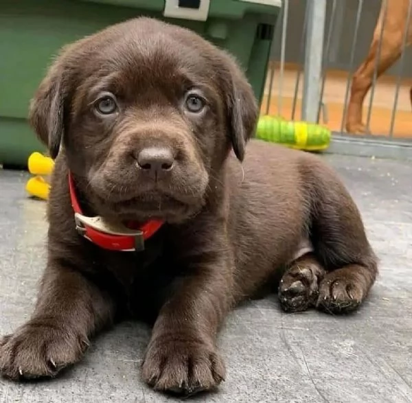  Labrador Retriever (cuccioli maschio e femmina) | Foto 1
