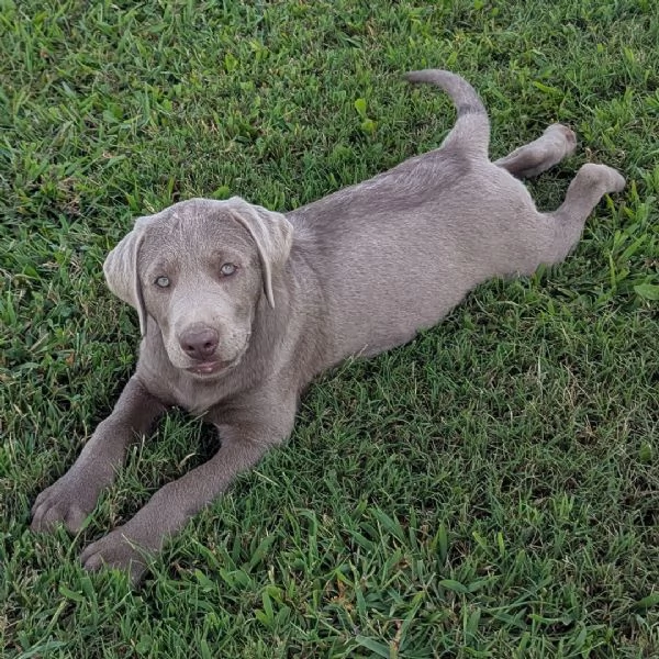  Labrador Retriever (cuccioli maschio e femmina) | Foto 0