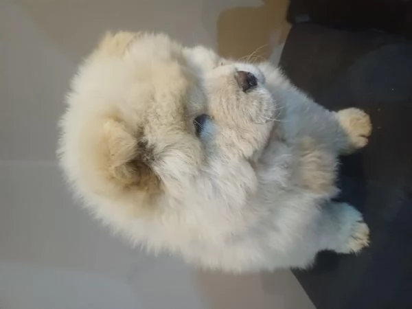 Chow chow  (cuccioli maschio e femmina)