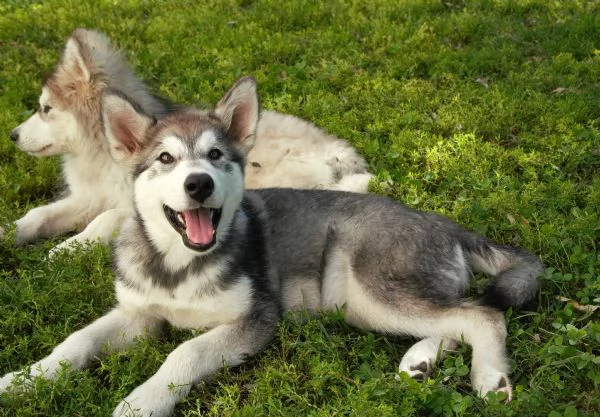 Cuccioli di alaskan malamute