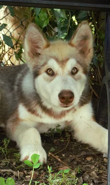 Cuccioli di alaskan malamute | Foto 2