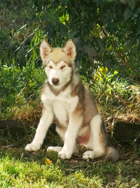 Cuccioli di alaskan malamute | Foto 1