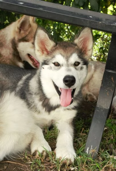 Cuccioli di alaskan malamute | Foto 0