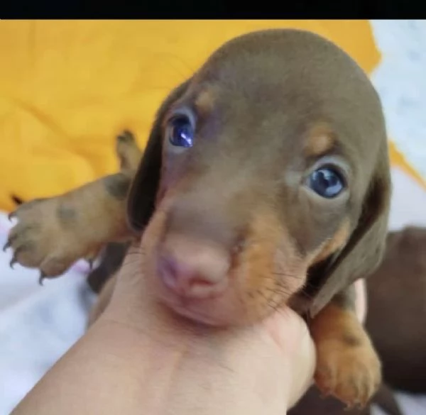 Bassotto nano | Foto 4