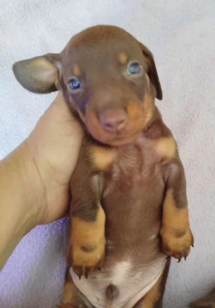 Bassotto nano | Foto 3