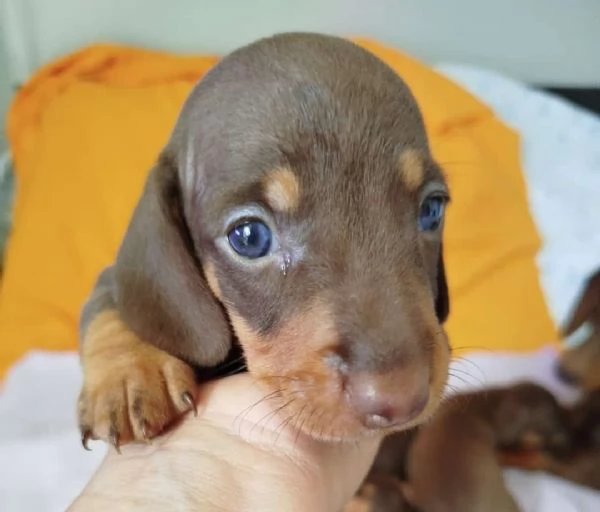 Bassotto nano | Foto 2