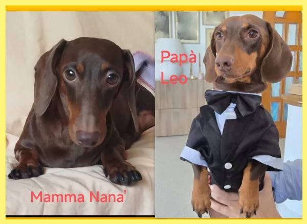 Bassotto nano | Foto 1