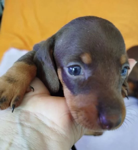 Bassotto nano | Foto 0